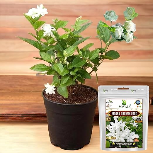 Sovata® Mogra Growth Food Powerful Organic Fertilizer for fast growth and heavy flowering of Mogra Plant. (400 gm)