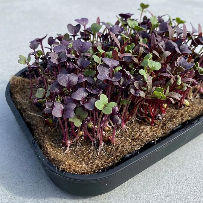 Microgreens Tray &amp Mat Bundle Compatible Grow Lamp 3 Silicone Trays &amp 18 Jute Mats Standalone Microgreens Growing &amp Seed Sprouting Kit (No Lamp No Seeds)