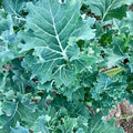 Plant Good Seed Organic True Siberian Kale Bulk Seeds for Planting: Heirloom Vegetable Flower and Herb Farm Grown - 7500 Seed Packet (1 Ounce)