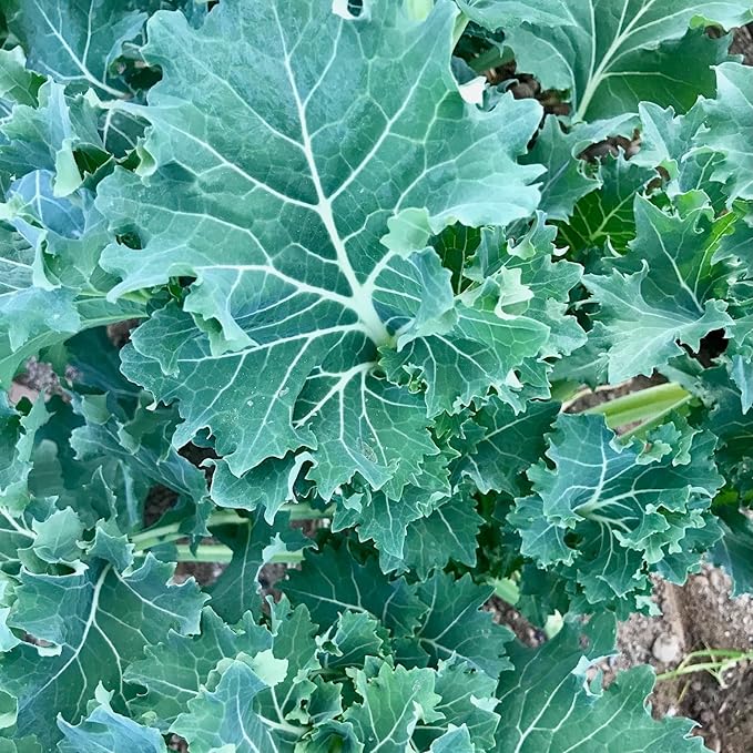 Plant Good Seed Organic True Siberian Kale Bulk Seeds for Planting: Heirloom Vegetable Flower and Herb Farm Grown - 7500 Seed Packet (1 Ounce)