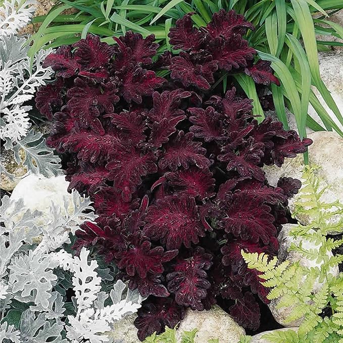 Black Dragon Coleus Seeds - 1000 Seeds - Decorative House &amp Garden Plant - Solenostemon scutallarioides