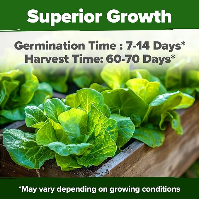 HOME GROWN 𝗨𝗦𝗔 𝗣𝗥𝗘𝗠𝗜𝗨𝗠 Arugula Roquette Seeds Pack 2175 &amp Banana Pepper 94 &amp Beefsteak Tomato 300 &amp Buttercrunch Lettuce 1975
