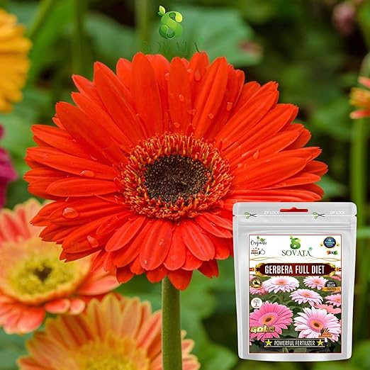 Sovata® Gerbera Full Diet Powerful Organic Fertilizer for heavy flowering and fast growth of Gerbera Plants. (400 gm)
