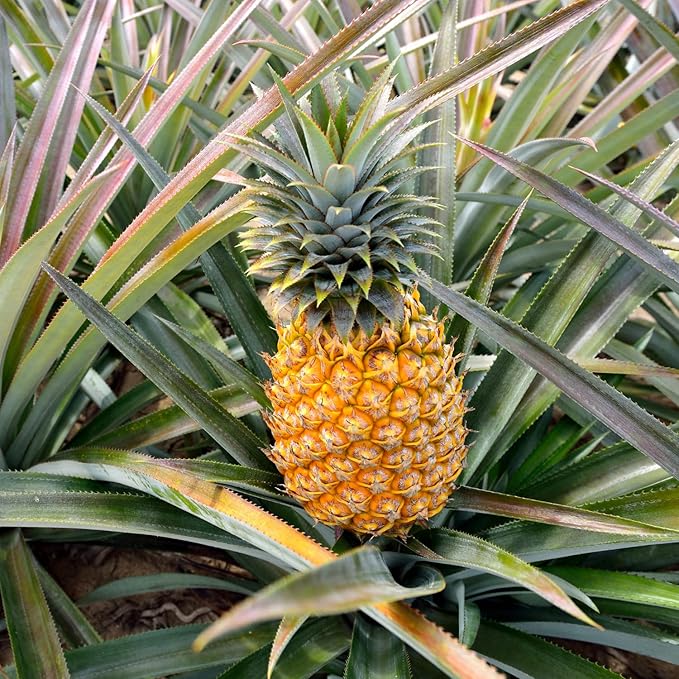 2 Sugarloaf Pineapple Plants Pineapple Plants Live for Planting Sweet Pineapple Starters Plant for Home Garden and Containers