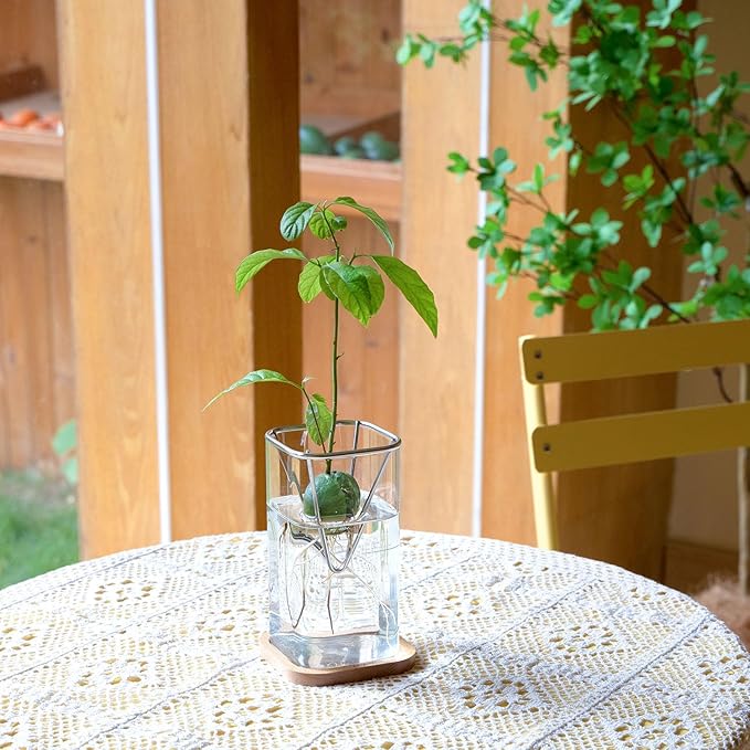 2 Pack Avocado Vase Grow Glass Avocado Seed Starter Vase Large Pit Propagation Kit Hydroponic Rooting Sprout Set