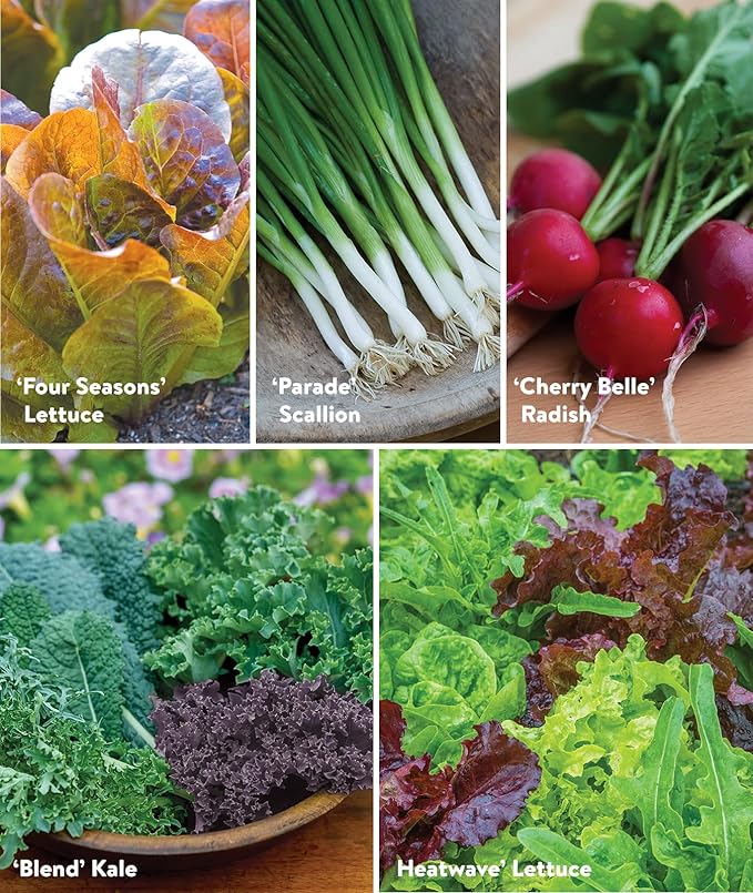 Burpee Salad Garden Collection 10 Packets of Non-GMO 4 Lettuce Varieties Tomato Radish Spinach Kale Scallions &amp Mesclun Mix | Seeds for Planting Vegetables