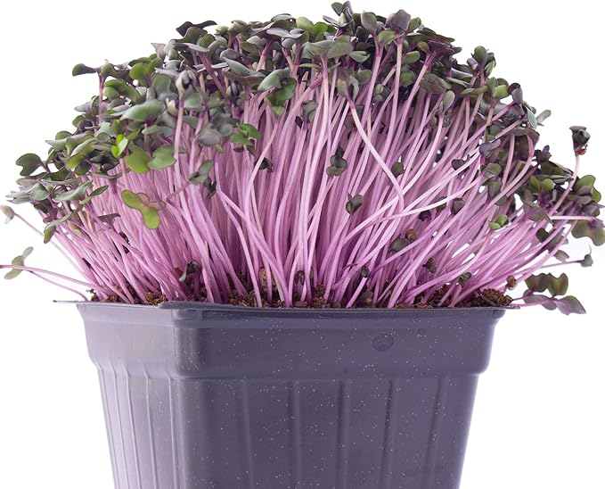 Red Cabbage Microgreens Seeds - 1 Lb ~108800 Seeds - High Germination Premium Non-GMO Seed for Growing Red Cabbage Micro Greens