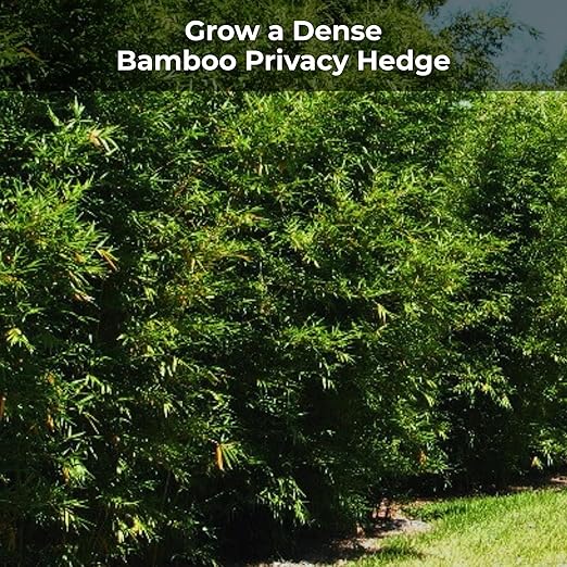 Bamboo Special 12 Month Control Release 13-5-11 High Nitrogen Fertilizer - 5 Pound Package