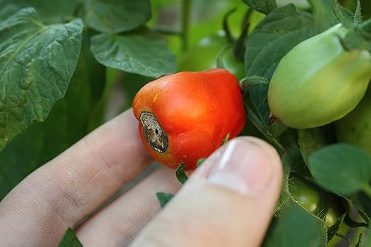 TrueNute Calcium Chloride 16 Ounces for Calcium Deficiency in All Plants Will Stop Blossum End Rot Leaf Tip Burn Deformed New Shoots and Leaf Tips and Distorted and Or Curl at Leaf Tips