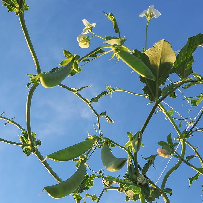 Plant Good Seed Organic Sugar Snap Pea Bulk Seeds for Planting: All-America Selections (AAS) Winner Plump Green Sweet Crisp Pods - 600 Seed Packet (0.33 Pound)