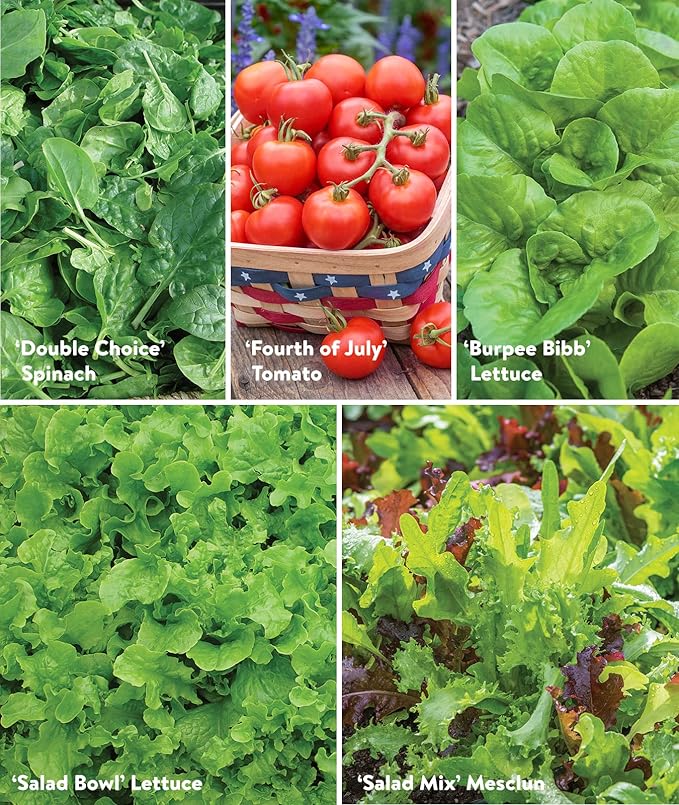 Burpee Salad Garden Collection 10 Packets of Non-GMO 4 Lettuce Varieties Tomato Radish Spinach Kale Scallions &amp Mesclun Mix | Seeds for Planting Vegetables