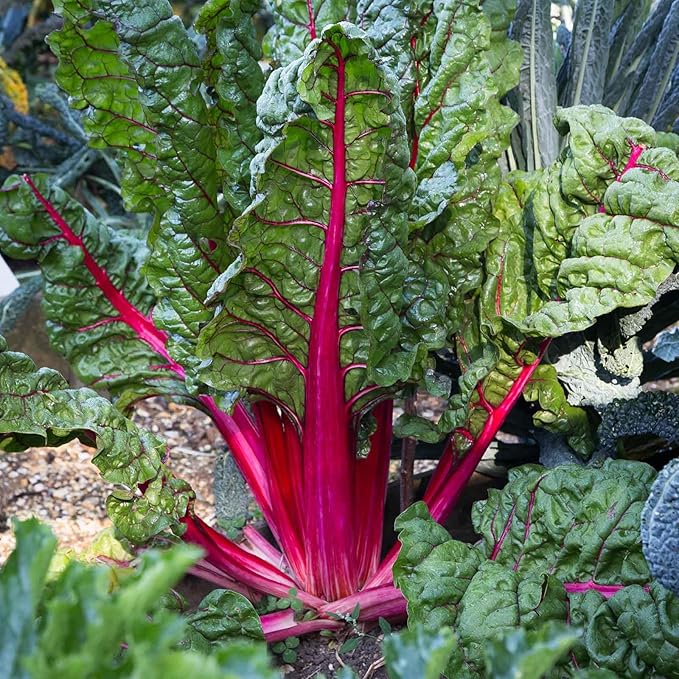 Eden Brothers Swiss Chard Seeds - Pink Lipstick