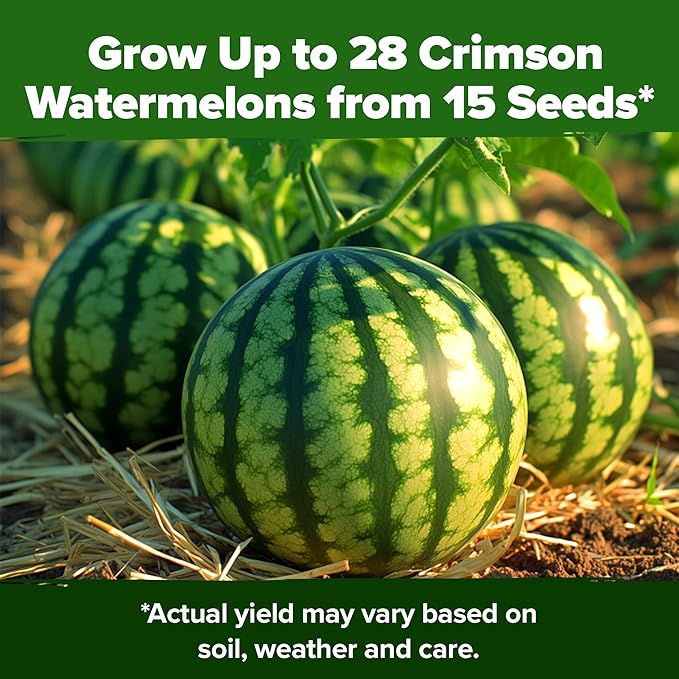 HOME GROWN 𝗨𝗦𝗔 𝗣𝗥𝗘𝗠𝗜𝗨𝗠 𝗢𝗥𝗚𝗔𝗡𝗜𝗖 Watermelon Vegetable Seeds 15 &amp Golden Bantam Corn 100 &amp Contender Bush Bean 28 &amp Sunflower 520