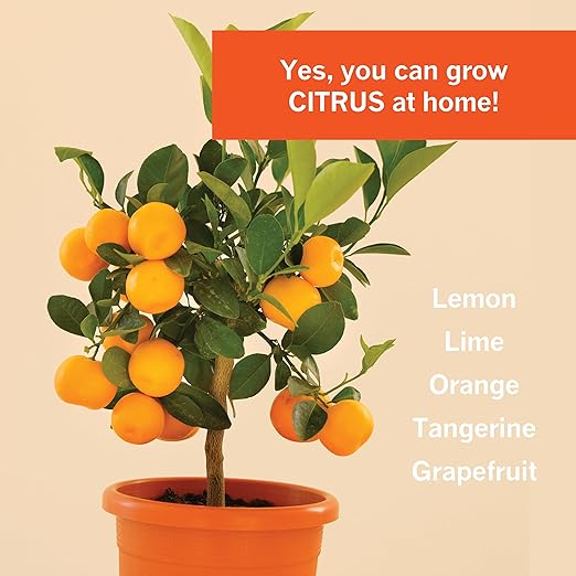 Citrus Tree Fertilizer Kit - Complete 3-in-1 Plant Food with NPK Granules Liquid Micronutrients &amp Calcium for Container Lemon Orange Lime Trees 3-Month Supply for Indoor Outdoor Citrus Plants