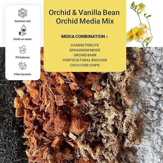 GROW24 Vanilla Orchid Starter Plant kit 4-inch Pots Plus Media Mix and Slow Release Fertilizer (2)