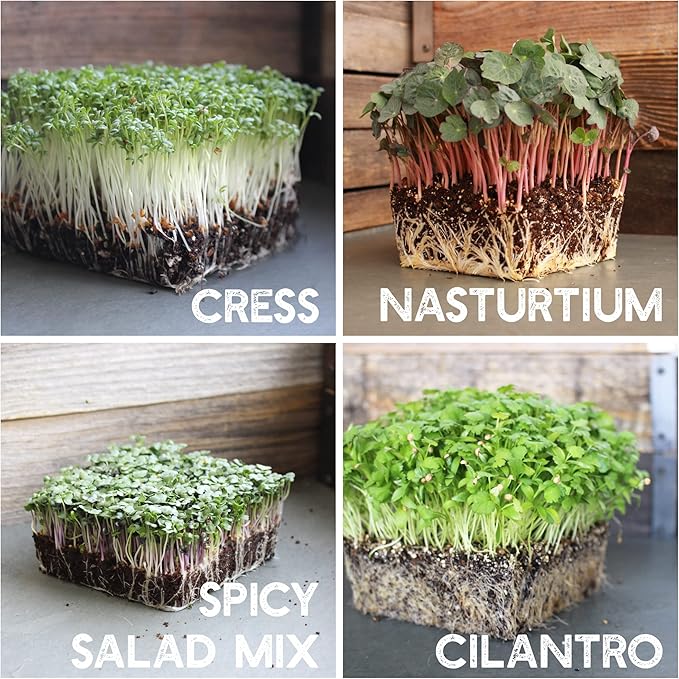 12 Variety Pack Microgreens Seeds Kit - Broccoli Seed for Sprouting Plus Purple Radish Beet Sunflower Microgreens Peas Shiso Cilantro Beet Pak Choi Korean Shiso Cress &amp More