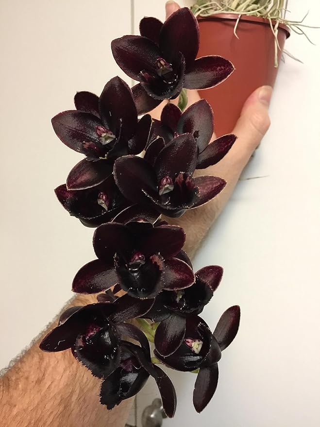 Tezula Plants Florikan 16-5-11 NPK MAX 180 Day Timed Release Fertilizer. Excellent for Orchids Anthuriums Philodendrons. (2 Pound)