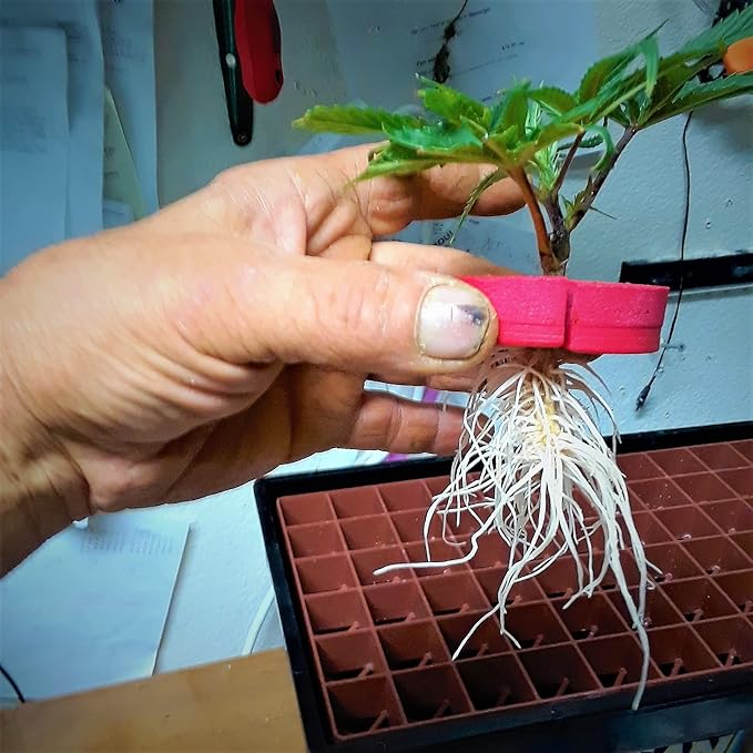 36 Site Aeroponic Cloning Machine. Expect 100% Success Rates!