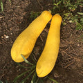 Early Prolific Straightneck Summer Squash Garden Seeds - 5 Lbs Bulk - Heirloom Non-GMO - Vegetable Gardening Seed - Straight Neck Yellow Squash