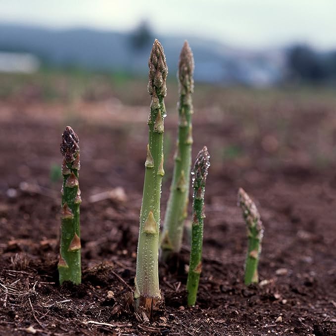 Asparagus Seeds - UC 157 F1-1 Oz ~950 Seeds - Asparagus officinalis - Farm &amp Garden Vegetable Seeds - Non-GMO Hybrid Perennial