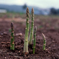 Asparagus Seeds - UC 157 F1-1 Oz ~950 Seeds - Asparagus officinalis - Farm &amp Garden Vegetable Seeds - Non-GMO Hybrid Perennial