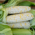 Plant Good Seed Organic Zanadoo Sweet Corn Bulk Seeds for Planting: Heirloom Vegetable Flower and Herb Farm Grown - 2000 Seed Packet (1 Pound)