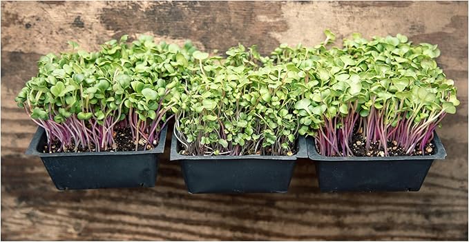 Heirloom Sprouting &amp Microgreen Seed Variety Pack | Contains Waltham 29 Broccoli Sprouting Seeds Rainbow Radish Sprouting Seeds Mix &amp Superfood Microgreen Mix | Non-GMO | Rainbow Heirloom See