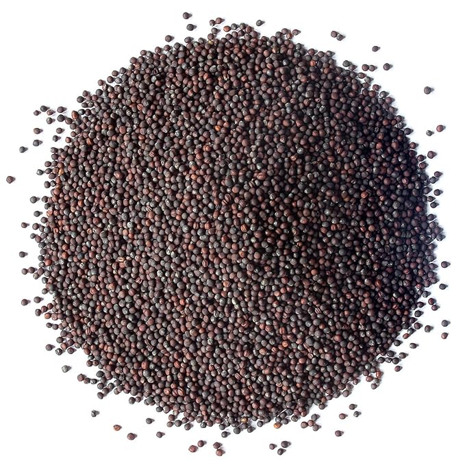 Food to Live Organic Broccoli Seeds for Sprouting 8 Pounds – Non-GMO Vegan Kosher Sirtfood Bulk. Rich in Sulforaphane Vitamin C. Grow Sprouts Microgreens for Salads and Sandwiches
