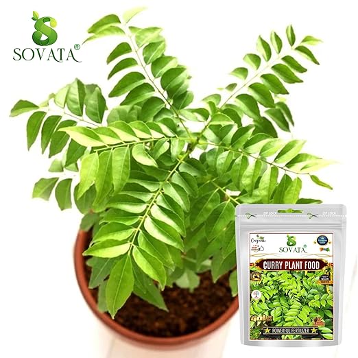 Sovata® Curry Plant Food Powerful Organic Fertilizer for Overall Healthy Growth of Curry Plants. (900 gm)