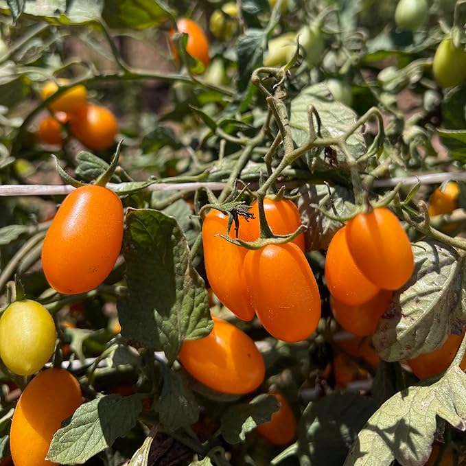 Plant Good Seed Organic Tomato Seed Collection - 7 Packets Black Prince Black Cherry Brandywine Czech Bush Sweet Red Datterino Tomato Siskiyou Orange Sweet Yellow Datterino - Seeds for Planting
