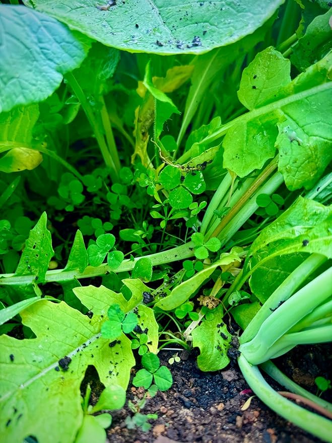 Kill Plot Food Seed Mix for Deer 1/3 Acres or 3 Acres Highly Attractive Mix of Brassicas Clovers and Chicory Made for Small Plots