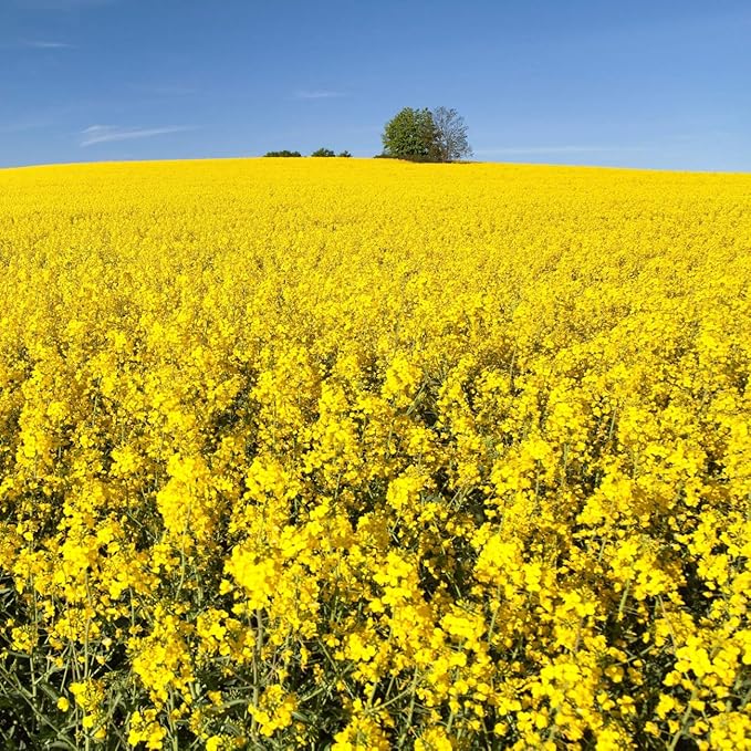 Outsidepride Trophy Forage Rape Seed - 50 Lbs Heat Cold &amp Drought-Tolerant Brassica Food Plot Seed Ideal for for Deer &amp Livestock Grazing Fall Planting Soil Improvement &amp Erosion Cont