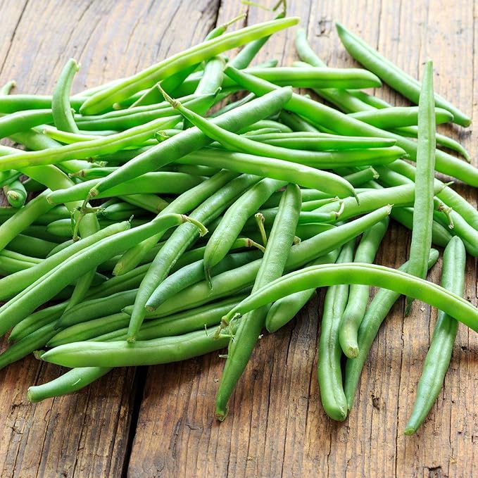 Organic Bush Blue Lake 274 Bean - 1 LB ~1200 Seeds - Organic Non-GMO Open Pollinated Heirloom Vegetable Gardening Seeds