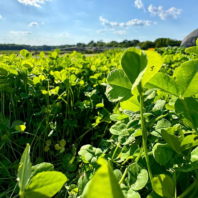 Clover Food Plot Seed for Deer and Turkeys 1/2 Acre or 3 Acre 5 Types of Clover Perennial Blend Cold Hardy Drought Tolerant Highly Palatable (1/2 Acre (3.5lbs))