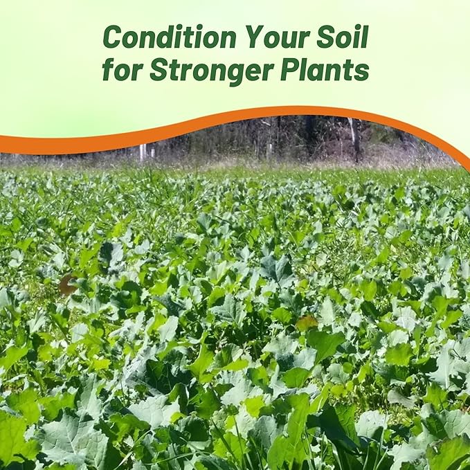 Outsidepride Bayou Kale Seeds - 50 lb. Annual Versatile &amp Cold-Tolerant Cover Crop Seeds for Planting Large Resilient Foliage for Livestock Grazing Erosion Control &amp Easy Growth