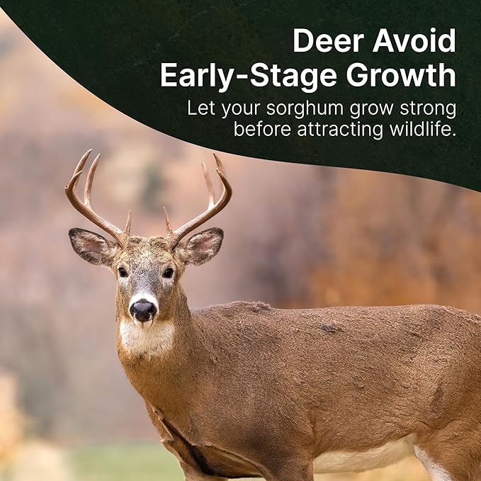 Hit List Seed® Grain Sorghum Food Plot Seeds for Deer [Annual Mix] - Deer Food Plot Seed - Sorghum Seeds for Planting - Deer Plot Seed Mix - 100% Grain Sorghum - Summer &amp Spring Planting - 5 lbs