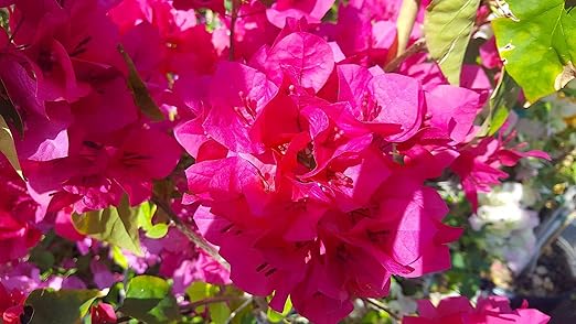 Bougainvillea Fertilizer by Nelson Plant Food