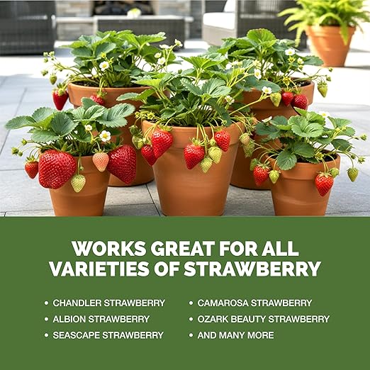 Strawberry Fertilizer for Fruit and Berry Gardens Liquid Plant Food 32 oz (1 Quart)