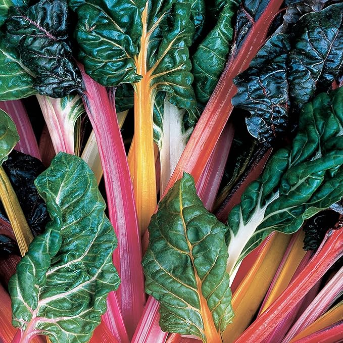 Bonnie Plants Swiss Chard 19.3 oz. 4-Pack