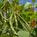 Scarlet Runner Pole Bean Seed - 1 Lb ~335 Seeds - Non-GMO Heirloom - Vegetable Garden Seeds - Also Called: Scarlet Conqueror Fire Bean
