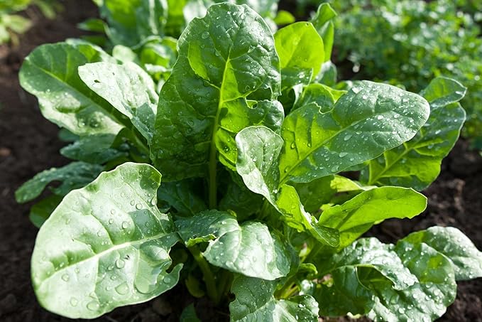 Organic Bulk Spinach Seeds (5 Lbs)