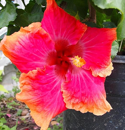 Nelson Plant Food - NutriStar Hibiscus Fertilizer - Outdoor and Indoor Plant Food - Tropical Hibiscus Fertilizer For All Flowering Tropical Plants