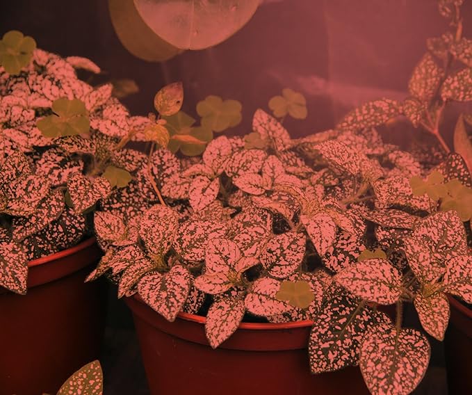 Miracle LED 11W Red Spectrum Multi-Plant Grow Light Replacing 150W (8-Pack) with Bonus SproutMatic Grow Light Timer
