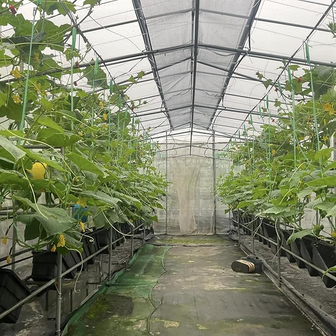 Set of 2 Live Green Cucumber Plants 3 to 5 Inches Tall Cucumber Plants Live 4 Inches Pot Cucumber Live Plants Cucumber Starter Plants for Growing Easy to Plant Outdoor