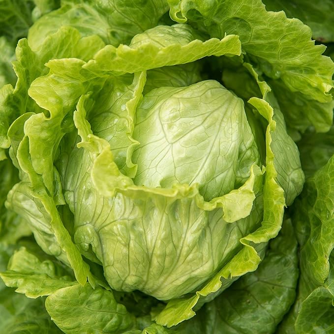 Lettuce Seeds - Crisphead - Webbs Wonderful - 4 Oz - Non-GMO Heirloom Vegetable Gardening &amp Microgreens Seeds