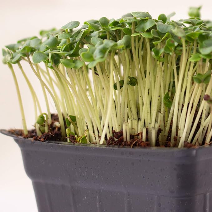 Broccoli Microgreens Seeds - 1 Lb ~16000 Seeds - High Germination Premium Seed for Growing Broccoli Micro Greens - Non-GMO