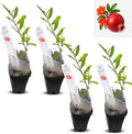 Live Pomegranate 'Wonderful' Plants (Punica Granatum 'Wonderful') - Fruit-Bearing Drought-Tolerant Easy to Grow (4 Pomegranate Wonderful Cups)