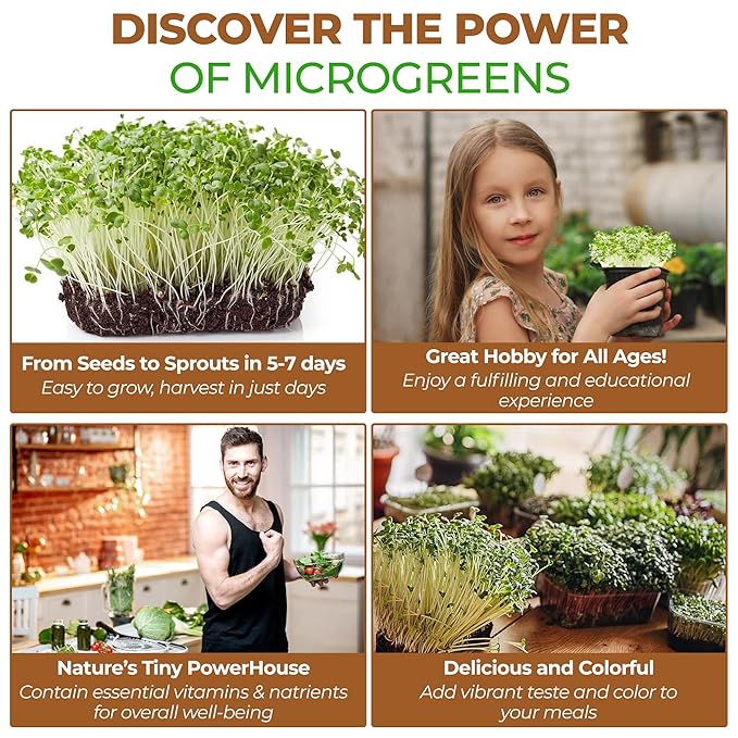Todd’s Seeds - Calabrese Broccoli Sprouting Seeds 1 lb - High in Sulforaphane Non-GMO Heirloom Variety - Bulk Seeds for Nutrient-Rich Sprouts &amp Home Gardening (Chemical Free - Better than Organ