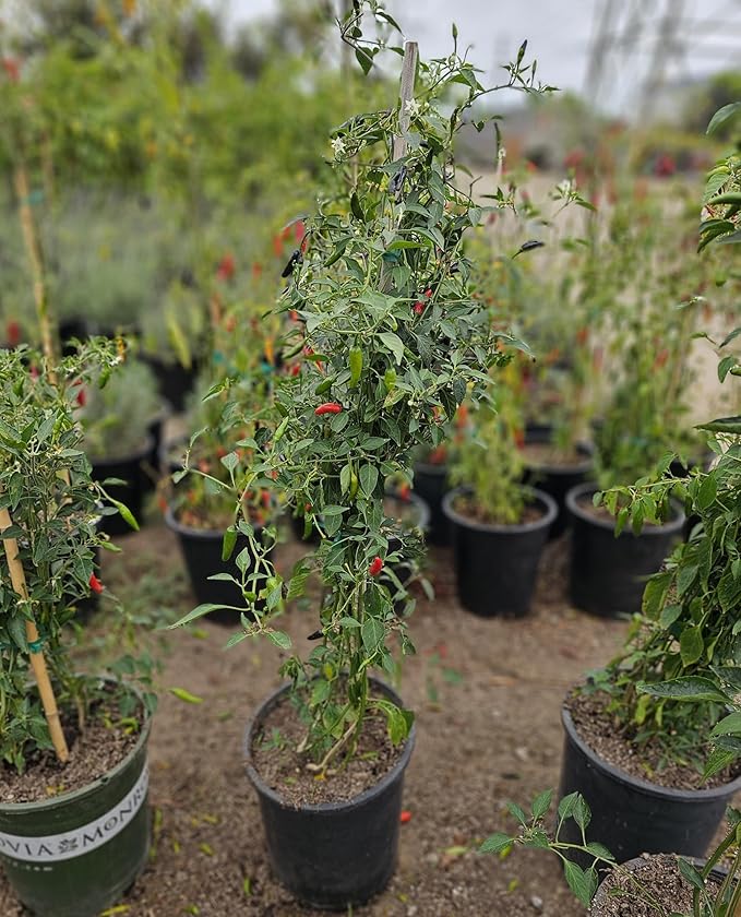 Black Cobra Pepper Live Plant Also Know as The African Chile de Arbol peper Plant Free GBFertilizer kit pakage per (Black Cobra Pepper 5 Gallon)