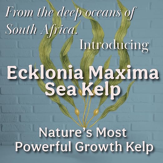 Organic Liquid Kelp &amp Seaweed Extract (Ecklonia Maxima) Super Plant Food - Indoor Houseplant Fertilizer - Organic Fertilizer for Flowers Seedlings &amp Gardens - 16oz Treats 110 Gallons